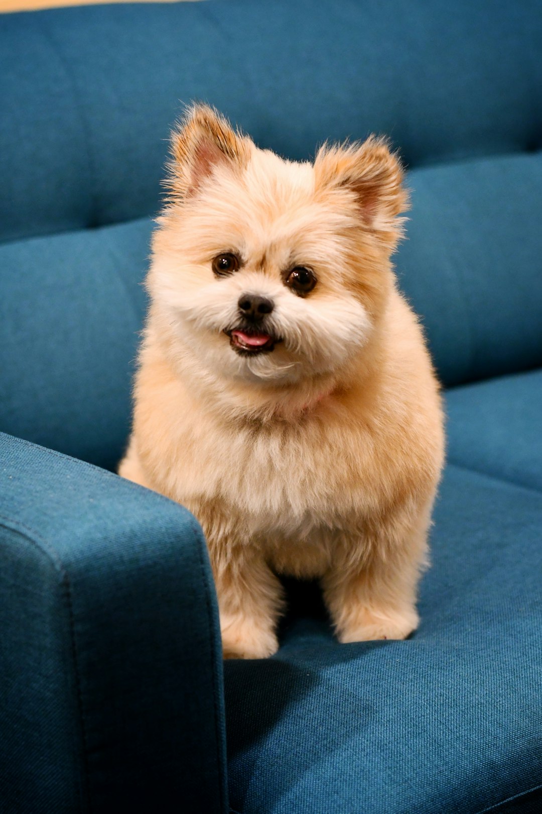 Client with dog