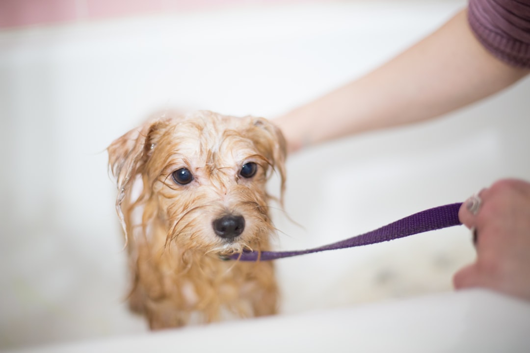 Client with dog