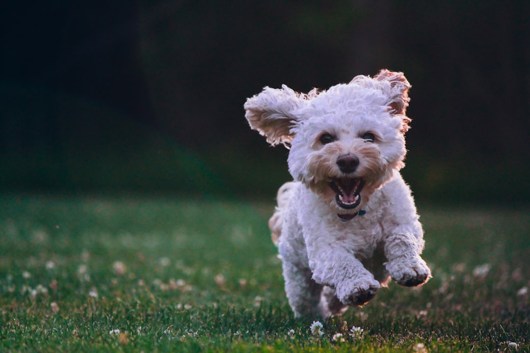 PetStyleHub founding story
