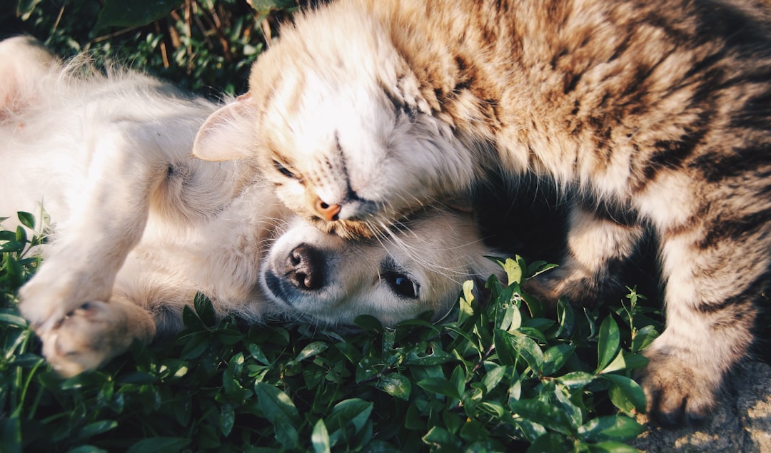 Cat Grooming Anxiety
