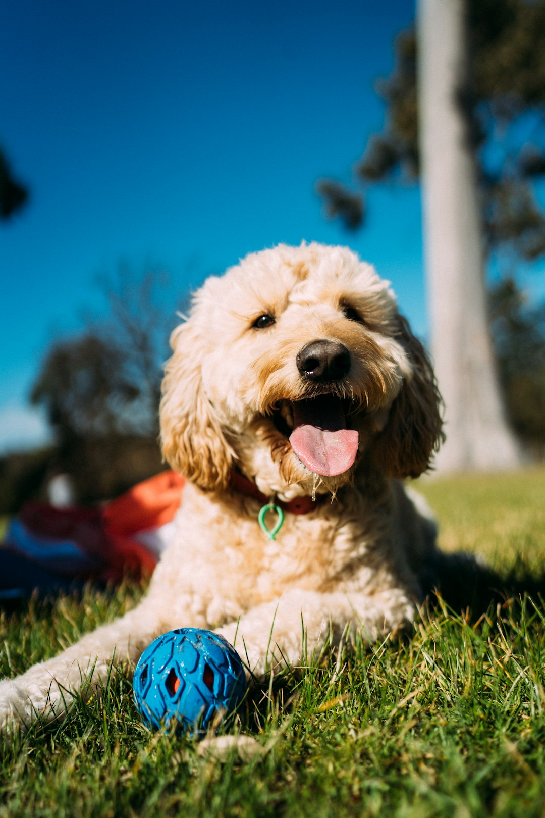 Dog Breed Haircuts